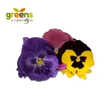 Greens Greens Flores Comestibles - Clamshell 1 oz 0.00 oz